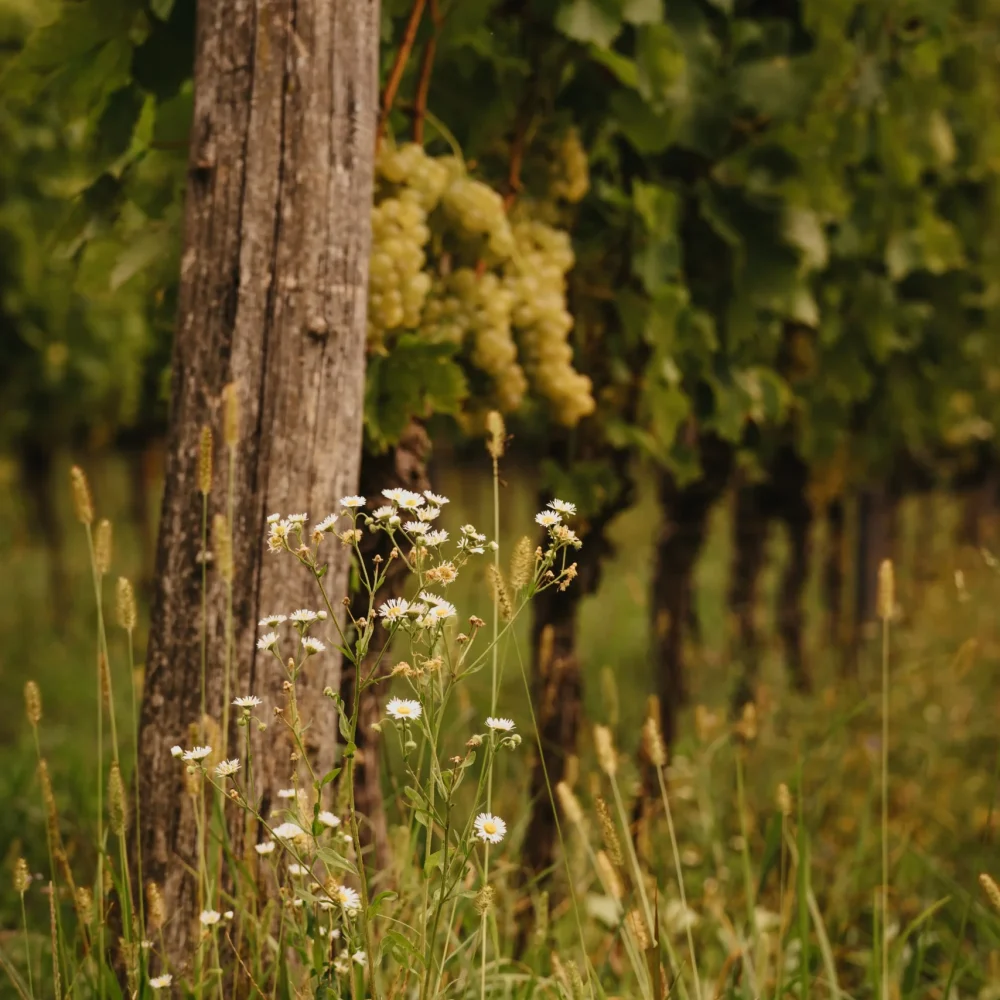 Gallery 3 A.Carpi_lifestyle - 29