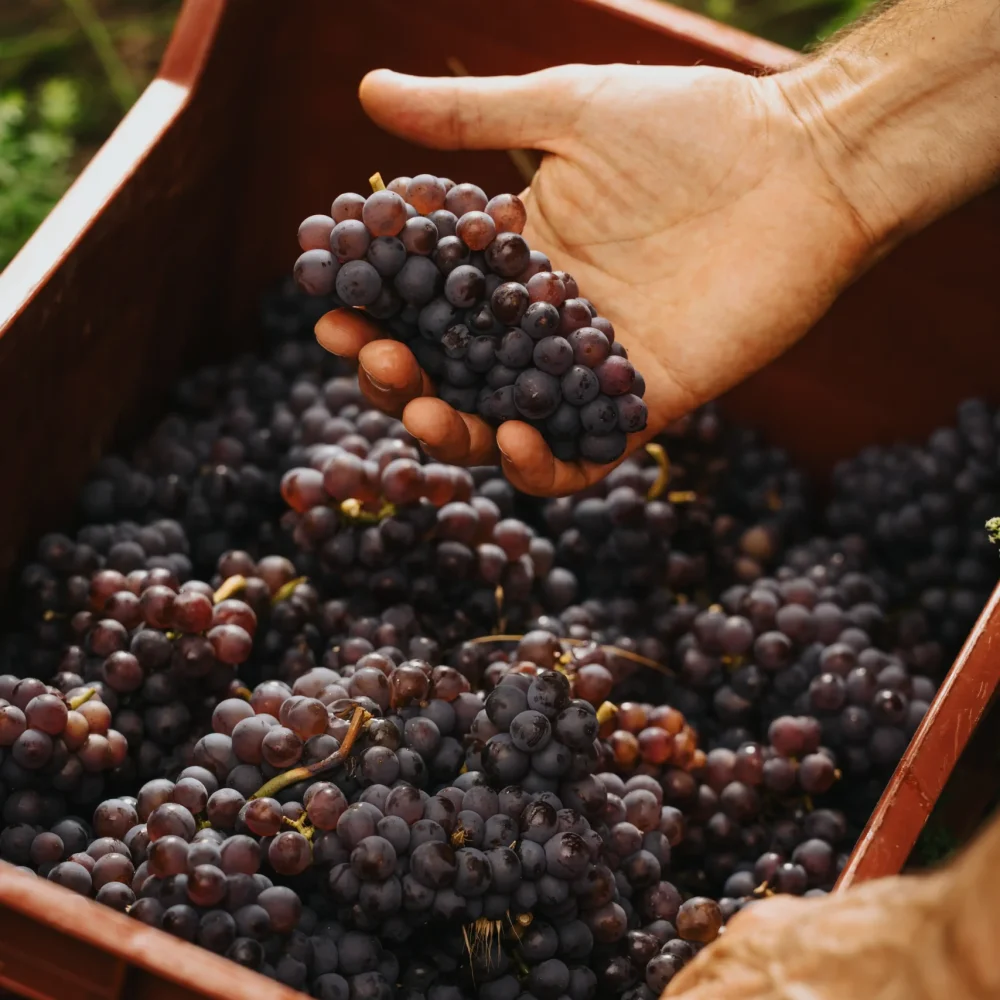 Gallery 6 A.Carpi_lifestyle - 52